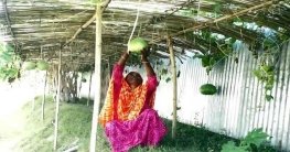 চরের পরিত্যাক্ত মাটিতে সবজি চাষে লাভবান গাইবান্ধার নারীরা চরের পরিত্যাক্ত মাটিতে সবজি চাষে লাভবান গাইবান্ধার নারীরা